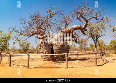 DERBY BOAB CARCERE ALBERO, DERBY, AUSTRALIA OCCIDENTALE, AUSTRALIA Foto Stock