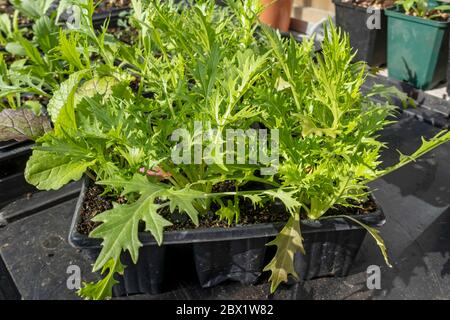 Primo piano di foglie di insalata mista che crescono in vasi di plastica nella serra in estate Inghilterra Regno Unito GB Gran Bretagna Foto Stock