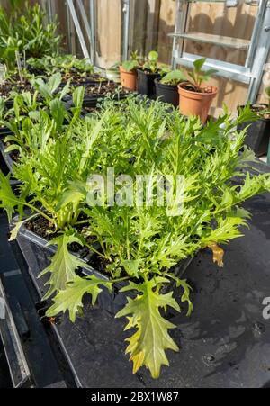 Primo piano di foglie di insalata mista che crescono in vasi di plastica nella serra in estate Inghilterra Regno Unito GB Gran Bretagna Foto Stock