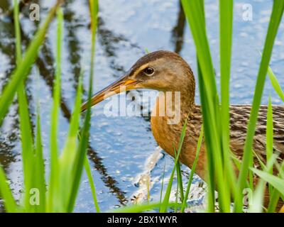 King Rail, Rallus elegans, una ferrovia migrante che si trova nelle paludi e nelle zone umide del Nord America Foto Stock