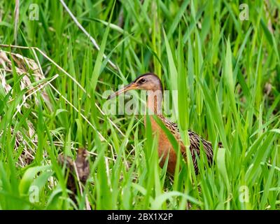 King Rail, Rallus elegans, una ferrovia migrante che si trova nelle paludi e nelle zone umide del Nord America Foto Stock