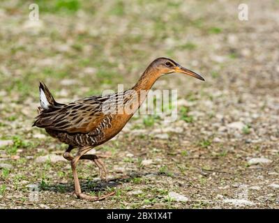 King Rail, Rallus elegans, una ferrovia migrante che si trova nelle paludi e nelle zone umide del Nord America Foto Stock