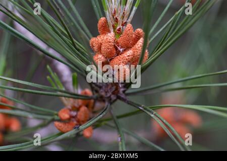 Baby Pine coni che crescono su alberi in una foresta inglese, Warwickshire, Regno Unito. Foto Stock