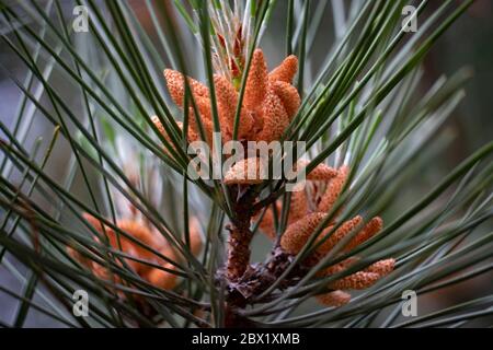 Baby Pine coni che crescono su alberi in una foresta inglese, Warwickshire, Regno Unito. Foto Stock
