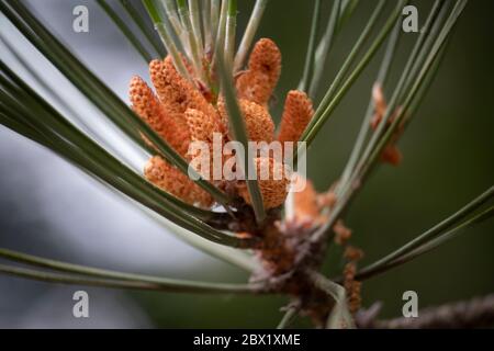 Baby Pine coni che crescono su alberi in una foresta inglese, Warwickshire, Regno Unito. Foto Stock