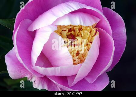 Peony Gleam di fiore chiaro Foto Stock