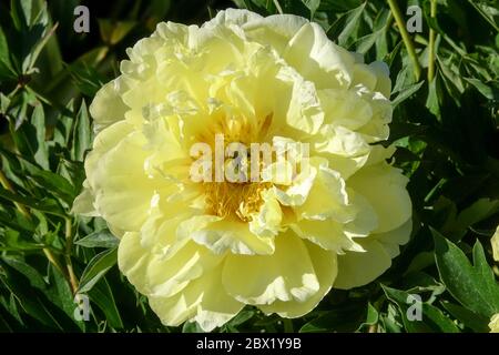 Peony Bartzella Peonies Paeonia, Bartzella Itoh Peony Foto Stock