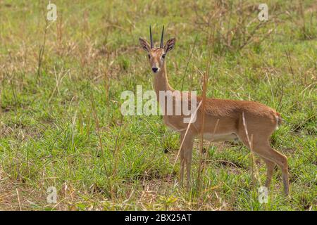 Oribi maschio (Ourebia ourebi) nelle praterie del Murchison Falls National Park, Uganda. Foto Stock