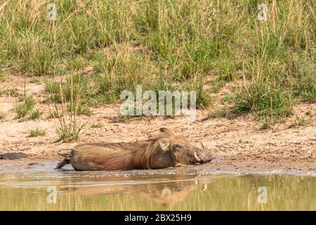 Un warthog (Phacochoerus africanus) rinfrescando con riflessione, Murchison Falls National Park, Uganda. Foto Stock