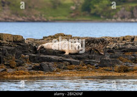 Sigillo grigio (Halichoerus grypus) UK Foto Stock
