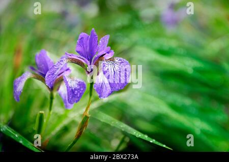 Blu bagnato Iris fiori di sibirica con gocce dopo la pioggia in erba verde Foto Stock