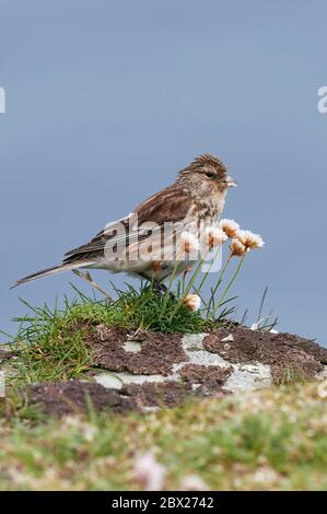 Twite (Cardeulis flavirostris) UK Foto Stock