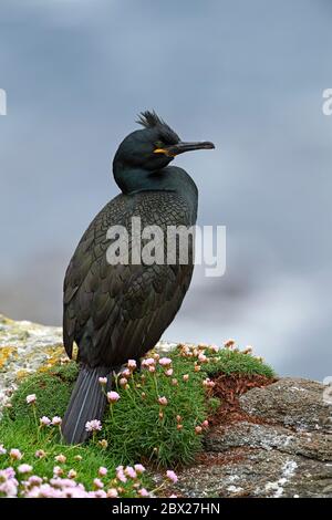 European shag (Phalacrocorax aristotelis) UK Foto Stock