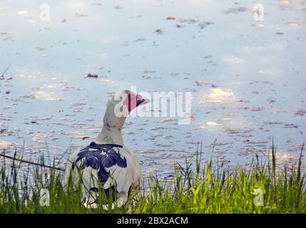 Muschio anatra o muskovy anatra drake (Cairina moschata) profilo primo piano. I maschi adulti hanno un grande e caratteristico affiorare di pelle rossa intorno al becco e agli occhi Foto Stock