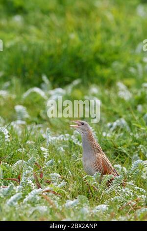 Corncrake (Crex crex) UK Foto Stock