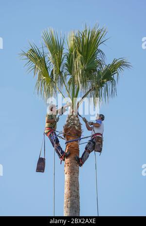 Due uomini, potando un albero della palma, strippando, tronco di taglio, palma di Washingtonia, Andalusia, Spagna. Foto Stock