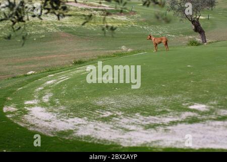 il cane rosso purebred si erge su un campo da golf tra gli ulivi alberi Foto Stock