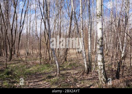 Primavera iniziale. Un boschetto di giovani birches al sole di primavera. Foto Stock