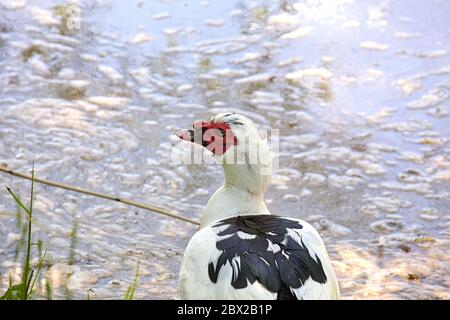 Muschio anatra o muskovy anatra drake (Cairina moschata) profilo primo piano. I maschi adulti hanno un grande e caratteristico affiorare di pelle rossa intorno al becco e agli occhi Foto Stock