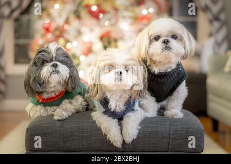 La famiglia Shih Tzu a natale Foto Stock