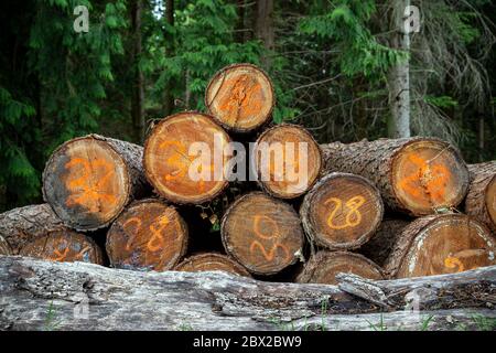 Legname accatastato in legno, industria del legname, taglio, legno, lavoro, Autunno, macchinari, Legname, Alba, ambiente, nebbia, Tiglio, orizzontale, Paesaggio, Foto Stock