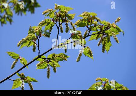 Acer pectinatum Maximowiczii Foto Stock