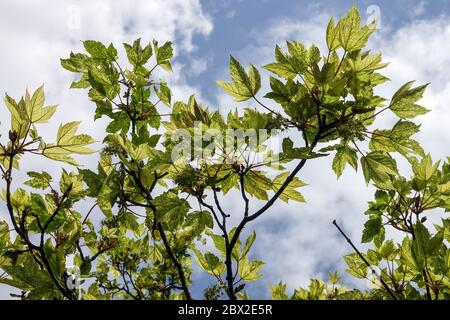 Sycamore Maple Acer pseudoplatanus Leopoldii Foto Stock
