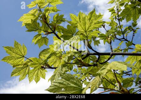 Sycamore Maple Acer pseudoplatanus Leopoldii Foto Stock