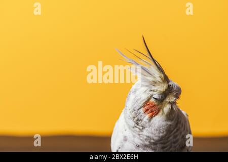 Espressione femminile del pappagallo cockatiel primo piano su sfondo arancione Foto Stock