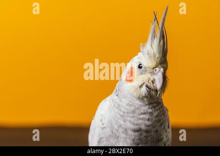 Femmina cockatiel pappagallo di 3 mesi posa su sfondo giallo in studio primo piano Foto Stock