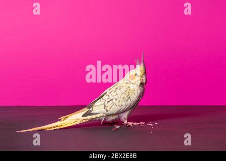 Femmina cockatiel pappagallo di 3 mesi in posa su sfondo rosa in studio Foto Stock