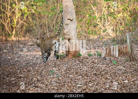 leopardo indiano o pantera o panthera pardus fusca con contatto visivo. Camminando in prima mattina luce dorata alla foresta di Kabini, india Foto Stock
