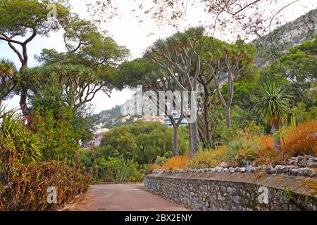 Percorso attraverso il parco con Canary Islands Dragon Tree e altre piante all'interno dei Giardini botanici la Alameda, Gibilterra, territorio britannico d'oltremare. Foto Stock