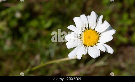 Primo piano di margherite bianche e selvagge Foto Stock