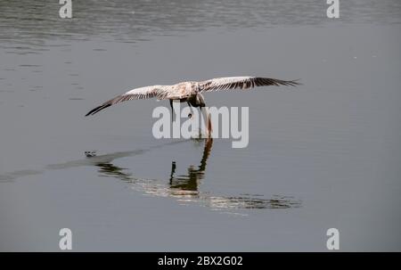 Il pellicano prende acqua mentre vola con gocce d'acqua che cadono intorno ad esso nel Santuario degli uccelli di Ranganathittu, India Foto Stock