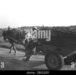 1960, storico, Francia, Sud, francese contadino seduto all'angolo del suo carro di legno a due ruote riempito alto di uve della vendemmia che è tirato da un cavallo o asino, Francia. Foto Stock