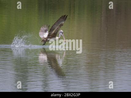 Il pellicano prende acqua mentre vola con gocce d'acqua che cadono intorno ad esso nel Santuario degli uccelli di Ranganathittu, India Foto Stock