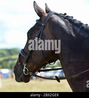 Conker, purosangue inglese purosangue, ex cavallo da corsa ora eventer Foto Stock