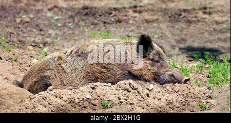 Un grande cinghiale eurasiatico dorme tranquillamente e riposa nel fango e prende bagni di sole caldi. Foto Stock