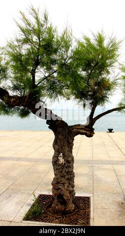 Barca nella baia di Santander vista attraverso un Tamarisk albero Tamarix chinensis Cantabria Spagna Foto Stock