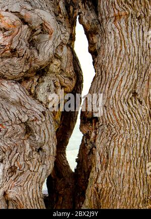 Primo piano di corteccia di un Tamarisk albero Tamarix chinensis diviso nel mezzo Foto Stock