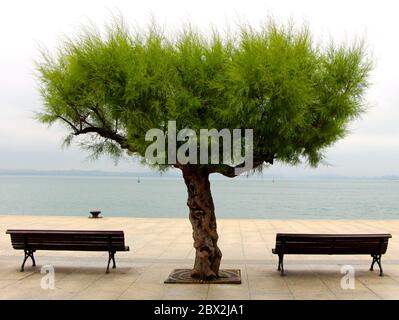 Tamarisk albero Tamarix chinensis tra due panchine che guardano alla baia in Santander Cantabria Spagna Foto Stock