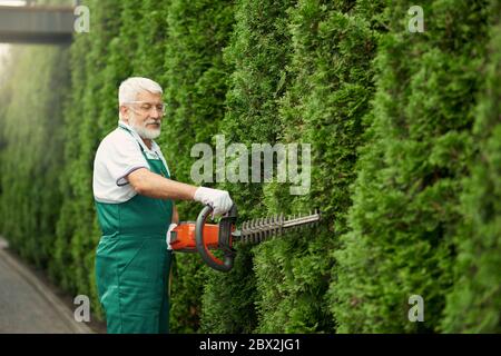 Vista laterale del giardiniere edera con barba grigia che indossa uniforme verde e guanti che tagliano siepe in eccesso con una macchina elettrica. Uomo anziano che abbellita e che prende cura di piante all'aperto. Foto Stock