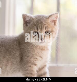 Ritratto di un piccolo gattino fumoso della razza britannica Shorthair vicino alla finestra. L'animale guarda la fotocamera Foto Stock