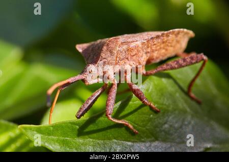 Bug di incipiente sulla foglia Foto Stock