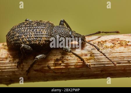 Weevil vite Foto Stock