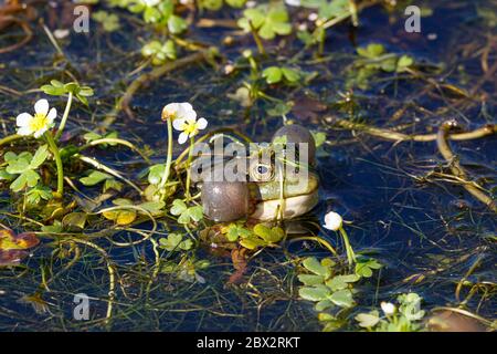 Francia, Vendee, l'Ile d'Olonne, rana canta commestibile (Pelophylax kl. Esculentus) Foto Stock