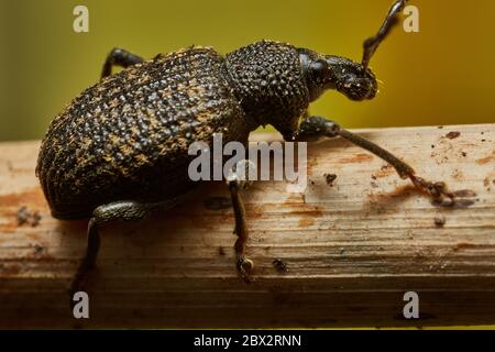 Weevil vite Foto Stock