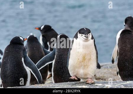 Antartide, Oceano Meridionale, Penisola Antartica, Terra Graham, Isola Stand, Porto Charcot, colonia di pinguini Gentoo (Pigoscelis papua), un Pinguino Chinstrap (Pigoscelis antarcticus) ha crespato tra loro Foto Stock