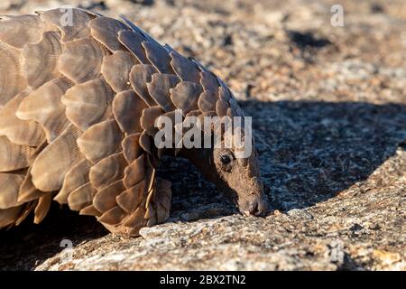 Namibia, Riserva di gioco privata, Temminck Pangolin o Cape Land Pangolin (Smutsia temminckii), condizioni controllate Foto Stock